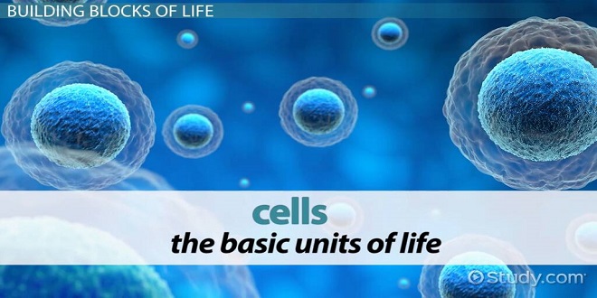 Cell What Is A Cell Definition