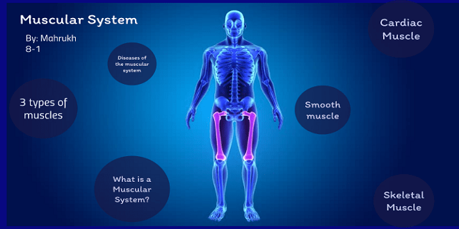 Introduction to the Muscular System