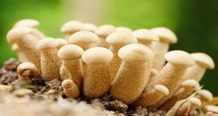 How Effective Is The penis envy mushrooms