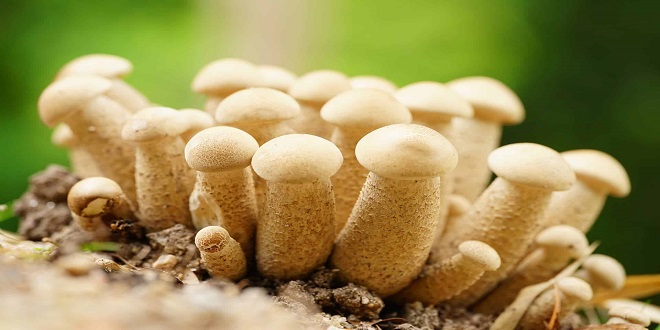 How Effective Is The penis envy mushrooms