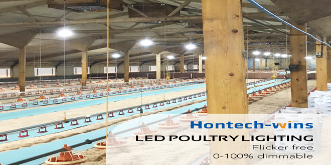 Poultry Lights - The Powerful Benefits They Have To Offer