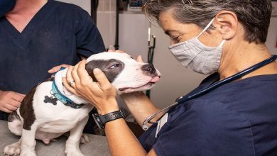 A Journey into the Veterinary Services Provided by Vet Clinics
