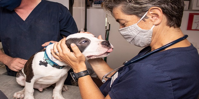 A Journey into the Veterinary Services Provided by Vet Clinics